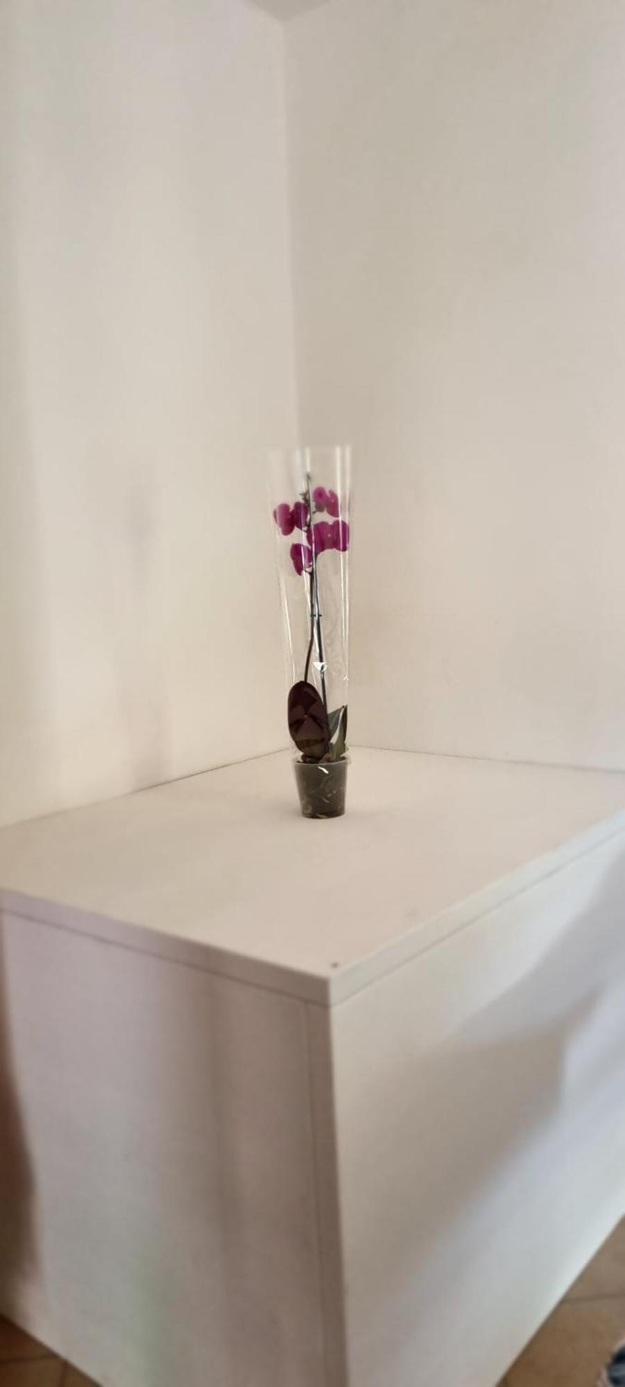 Willa Casa Orchidea Portoferraio Zewnętrze zdjęcie
